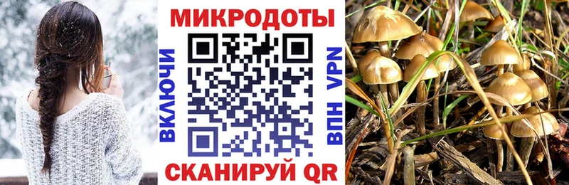 Купить закладки  Порхов  Псилоцибиновые грибы Cubensis 